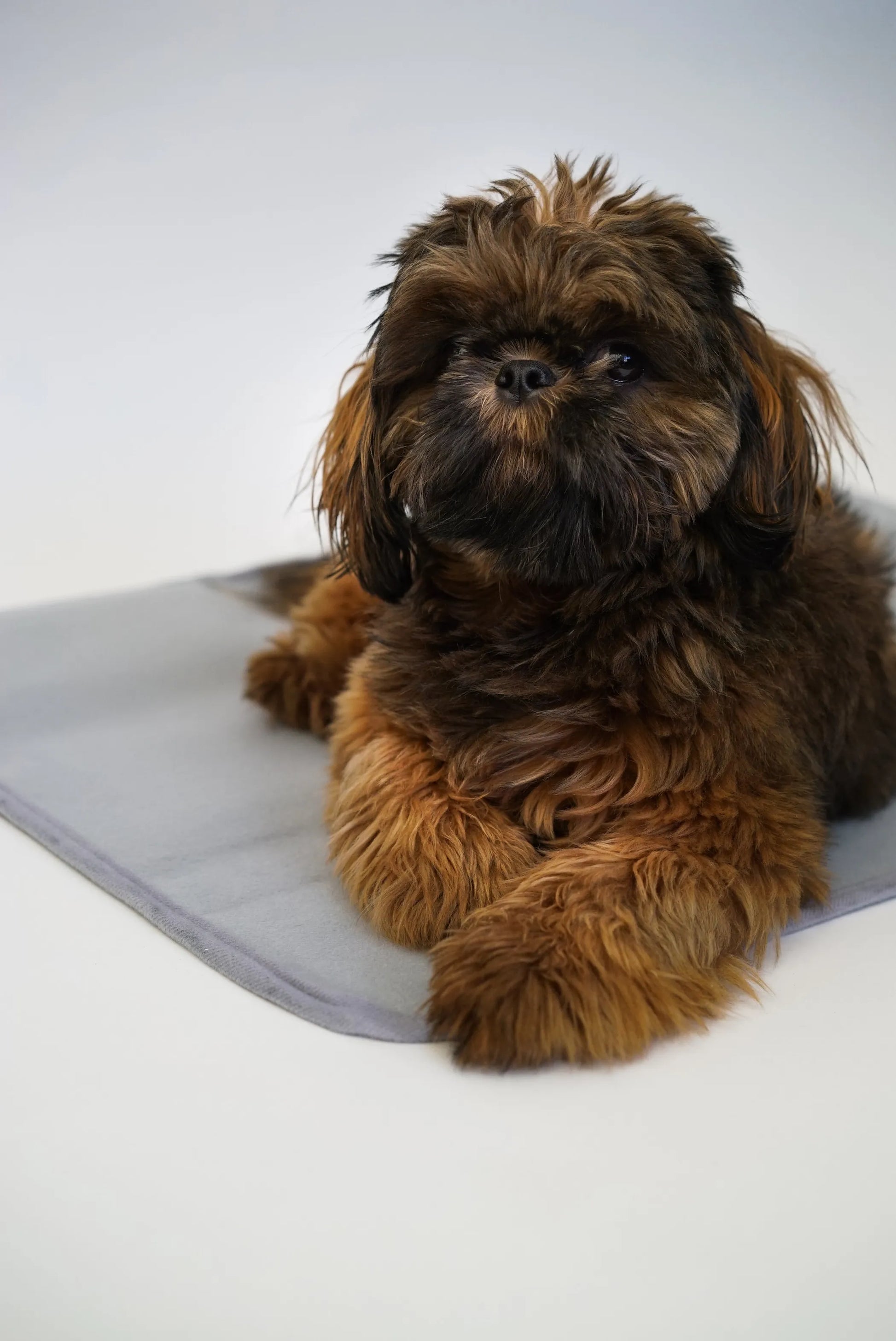 Natural Warmth Pet Mat for Senior Pets and Small Dogs