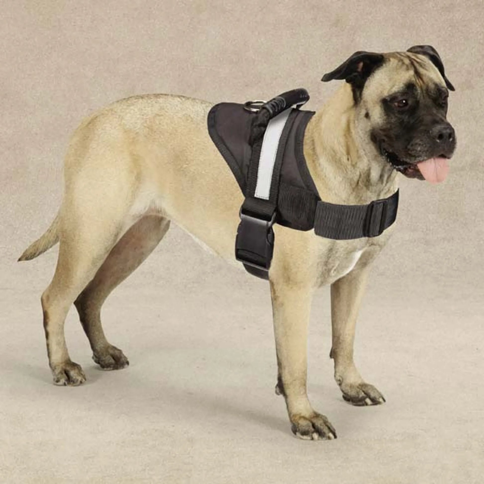 Durable Outdoor Pet Harness with Quick-Release Buckles