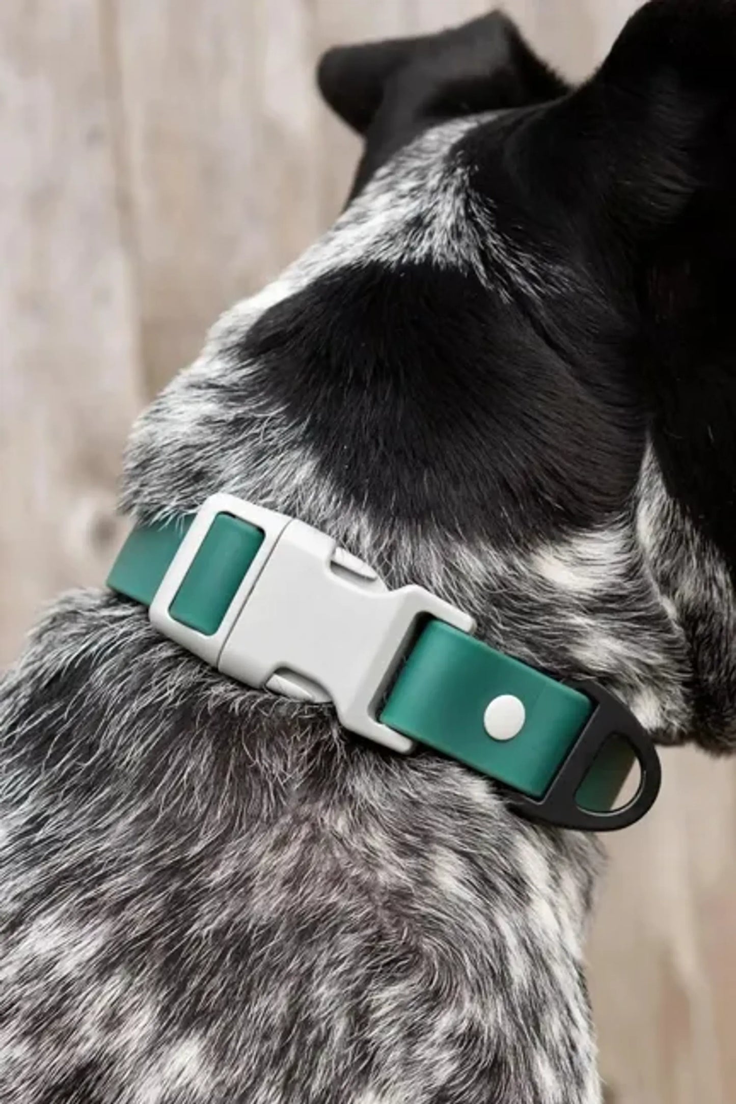 Rubber-Coated Nylon Waterproof Dog Collar for Active Dogs