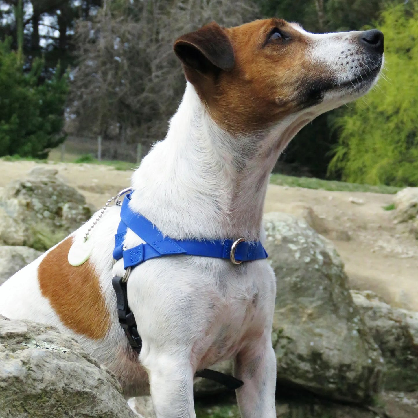 Easy-grab top handle dog harness for control and safety