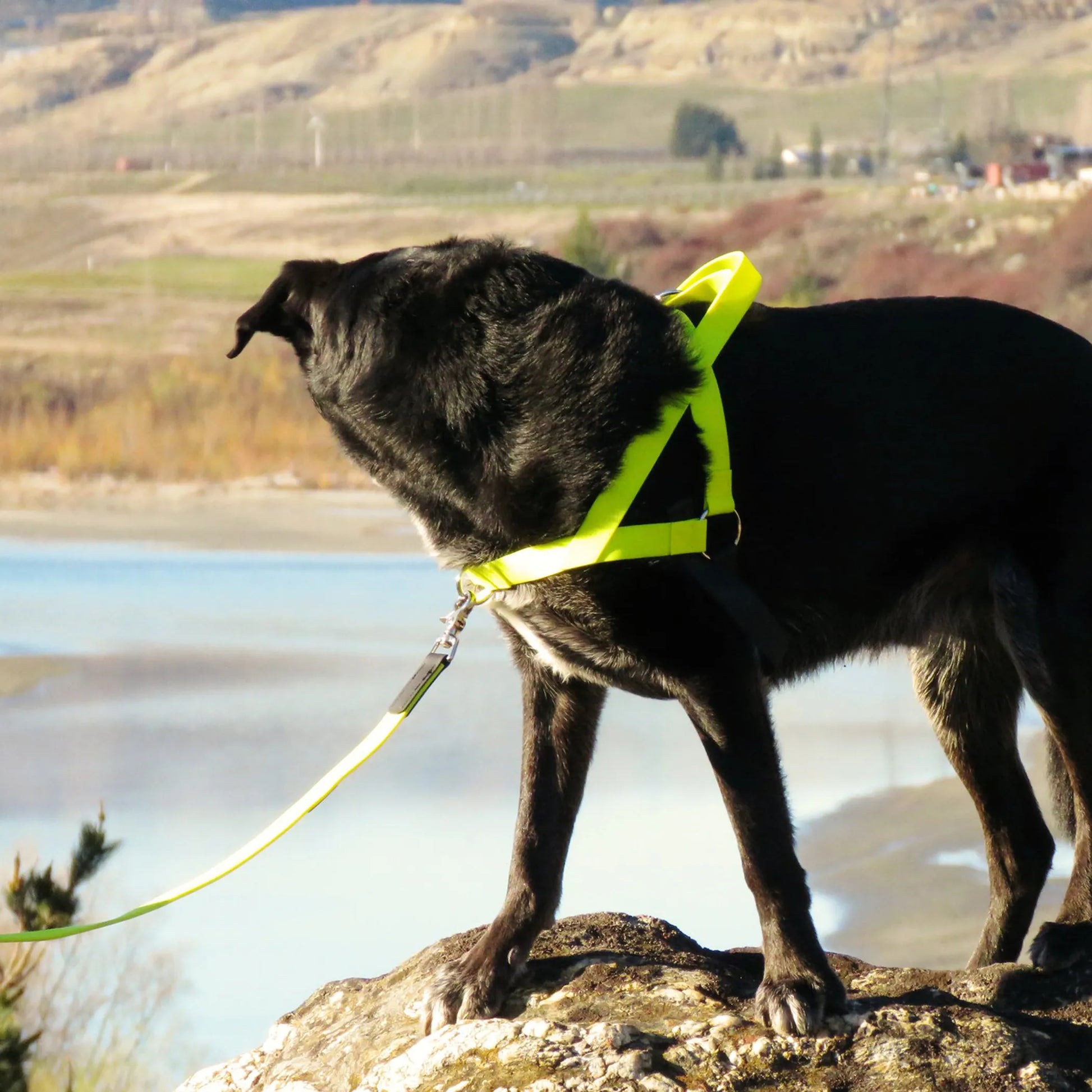 Comfort-fit no-pull harness for small, medium, and large dogs